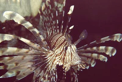 Pterois_miles_902_XL_k