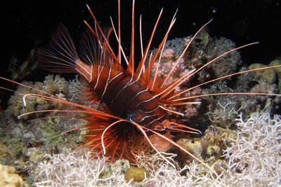 Pterois_radiata_002_XL_k