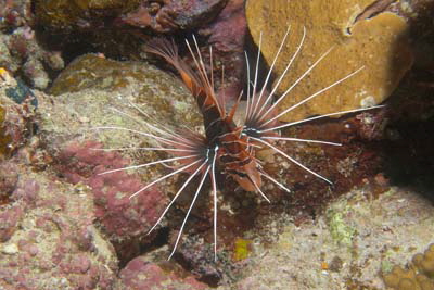 Pterois_radiata_047_XL_k