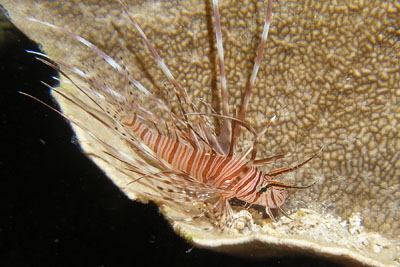 Pterois_volitans_semiad_301_XL_k