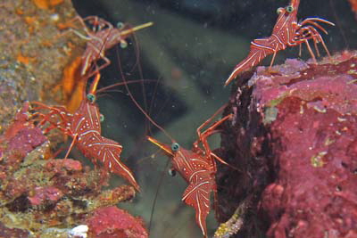 Rhynchocinetes_durbanensis_510_XL_k Rhynchocinetes_durbanensis_510_XL_k