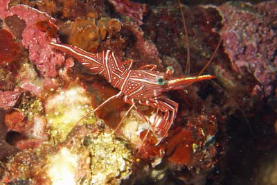 Rhynchocinetes_durbanensis_521_XL_k Rhynchocinetes_durbanensis_521_XL_k