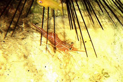 Rhynchocinetes_durbanensis_901_XL_k Rhynchocinetes_durbanensis_901_XL_k