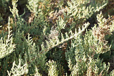 Salicornia_ indicum_001_XL_k