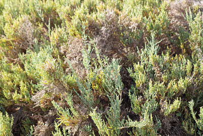 Salicornia_ indicum_004_XL_k