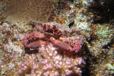 Schizophrys_aspera_003_XL_k Schizophrys_aspera_003_XL_k