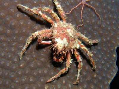 Schizophrys_aspera_303_XL_k Schizophrys_aspera_303_XL_k