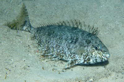 Siganus_rivulatus_Nachtf_001_XL_k1