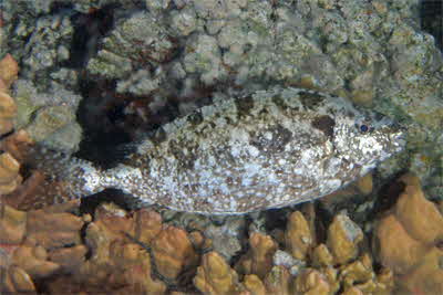Siganus_rivulatus_Nachtf_011_XL_k
