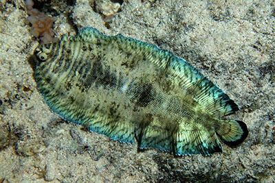 Soleichthys_heterorhinos_001_XL_k