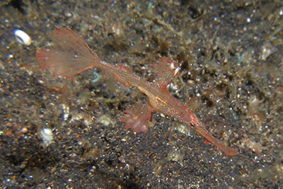 Solenostomus_leptosoma_rot_301_XL_k