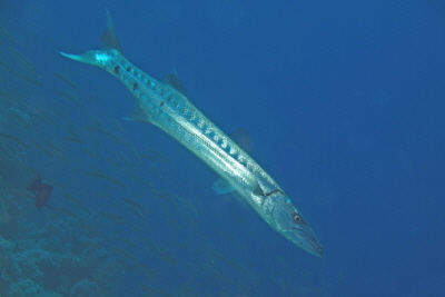 Sphyraena_barracuda_003_XL_k