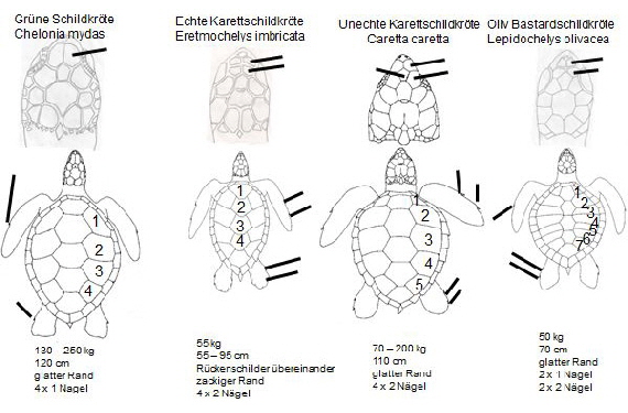 Tabelle_Schildkrten.fotoshop