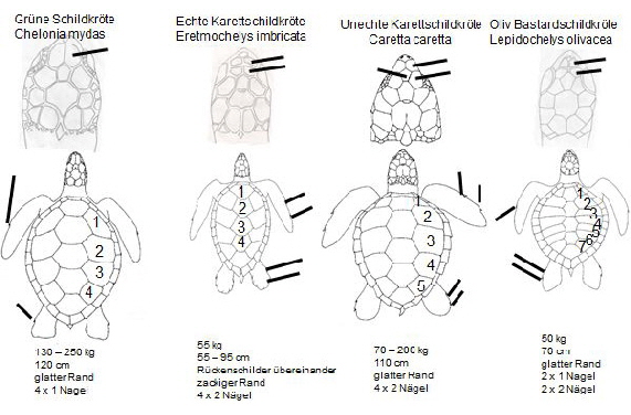 Tabelle_Schildkrten.fotoshop