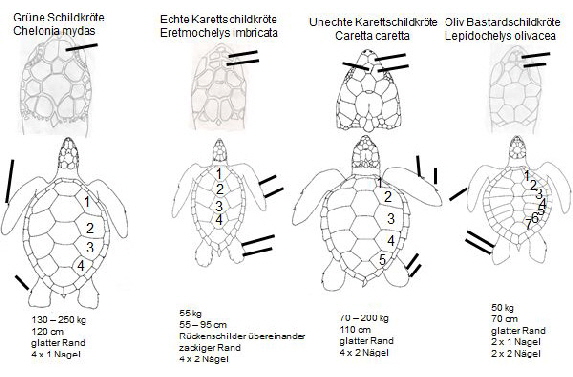 Tabelle_Schildkrten.fotoshop