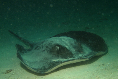 Taeniura_melanospilos_002_XL_k Taeniura_melanospilos_002_XL_k