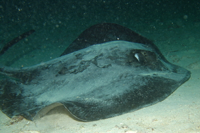 Taeniura_melanospilos_003_XL_k Taeniura_melanospilos_003_XL_k