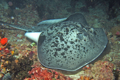 Taeniura_melanospilos_012_XL_k Taeniura_melanospilos_012_XL_k