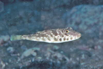 Torquigener_flavimaculatus_FV_001_XL_k