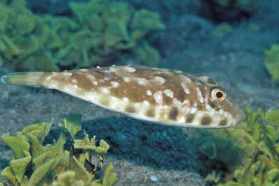 Torquigener_flavimaculatus_FV_002_XL_k
