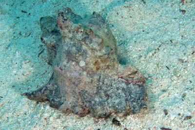 Tricornis_tricornis_003_XL_k