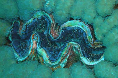 Tridacna_crocea_001_XL_k