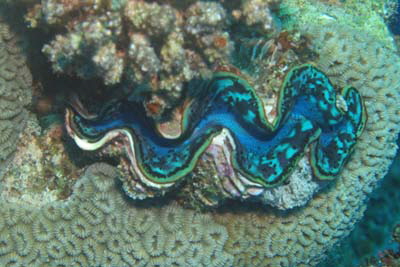 Tridacna_crocea_010_XL_k