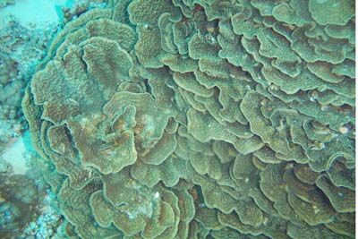 Turbinaria_mesenterina_003_XL_k