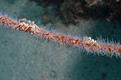 Xenocarcinus tuberculatus_501_XL_k