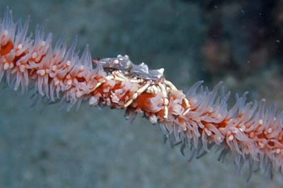 Xenocarcinus tuberculatus_501_XXL_k