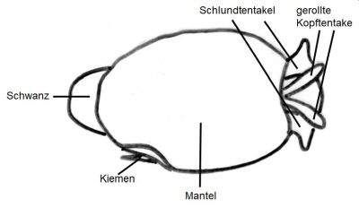 Zeichnung_NS_Flankenkiemer_k