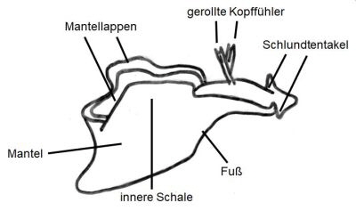 Zeichnung_NS_Seehasenartige_k