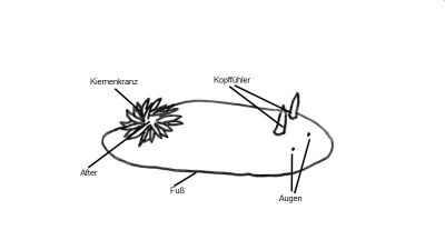 Zeichnung_NS_Sternschnecken2_k