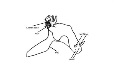 Zeichnung_NS_Sternschnecken_Ceratoma_k