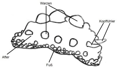 Zeichnung_NS_Warzenschnecken_k