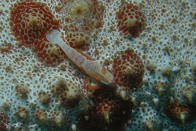 Zenopontonia rex_305_XL_k