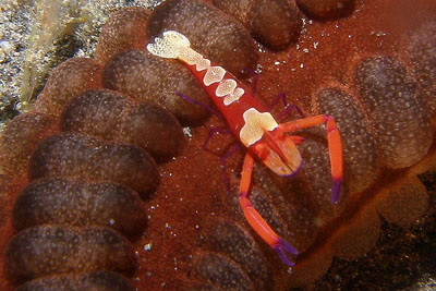 Zenopontonia rex_313_XL_k