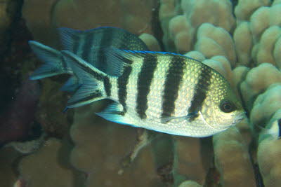 Scherenschwanz-Sergeant