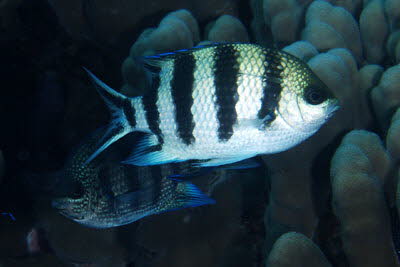 Scherenschwanz-Sergeant 