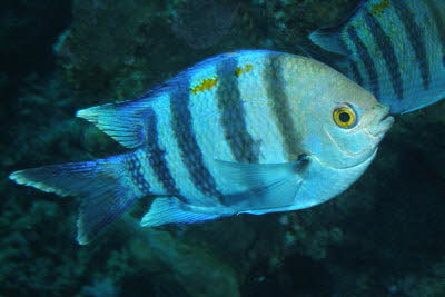 Indopazifik-Sergeant 