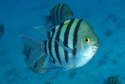 Indopazifik-Sergeant 