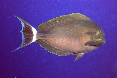 M�nchs-Doktorfisch