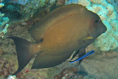 Goldtupfen-Doktorfisch