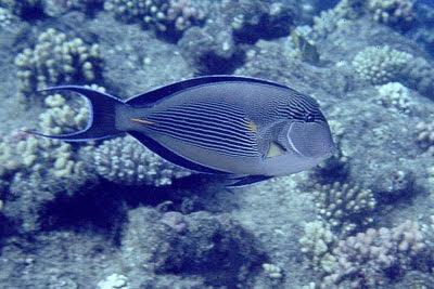 Arabischer Doktorfisch