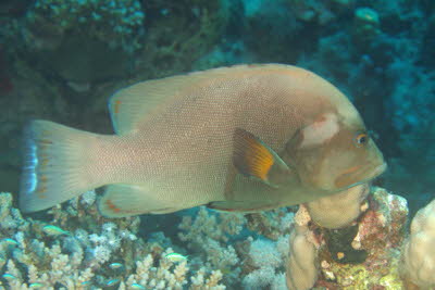 Rotmaul-Zackenbarsch