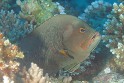 Rotmaul-Zackenbarsch