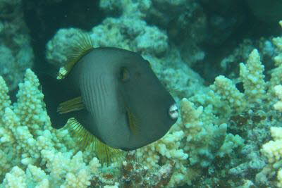 Besen-Feilenfisch, m�nnl.