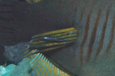 Besen-Feilenfisch, m�nnl.