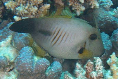 Besen-Feilenfisch, weibl.