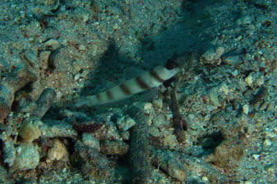 Magnus W�chtergrundel